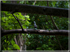 foto Flora e la Fauna alle Seychelles